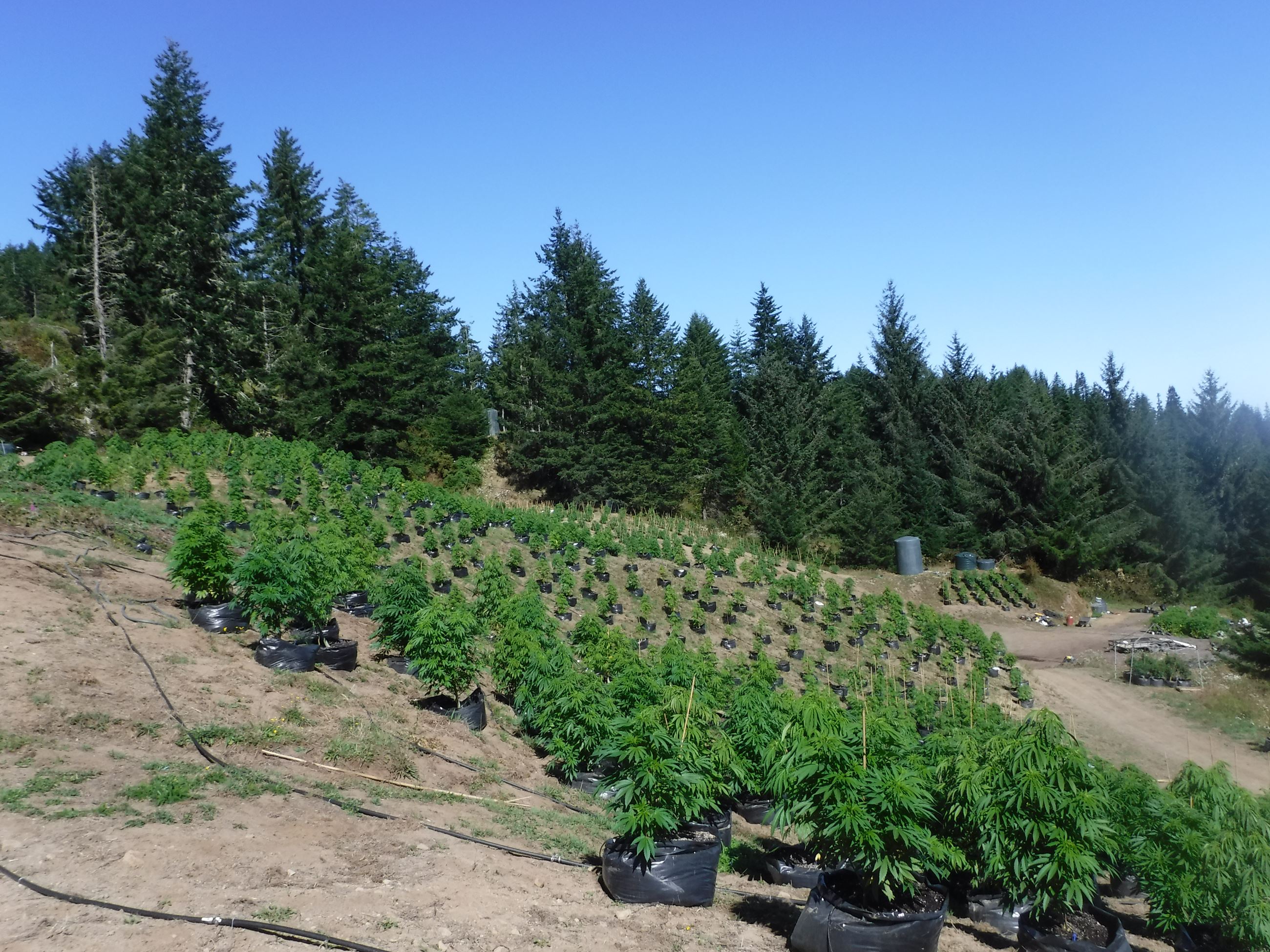 Marijuana Arrests Case 201603794